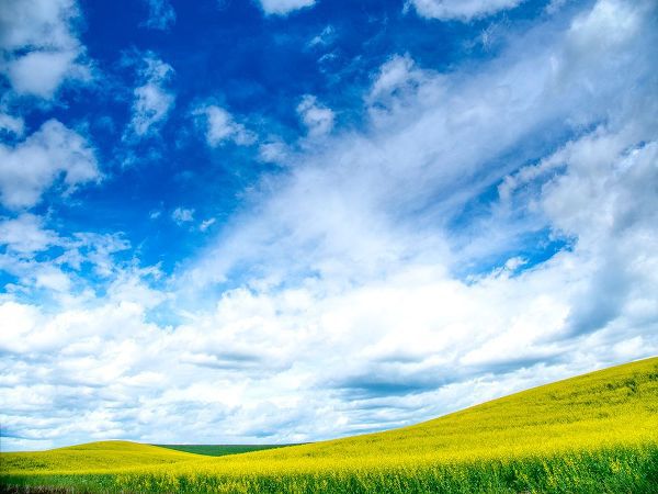 Eggers, Terry 아티스트의 USA-Washington State-Palouse-Spring canola field with beautiful clouds작품입니다.